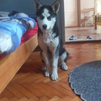 Panto's profile picture'